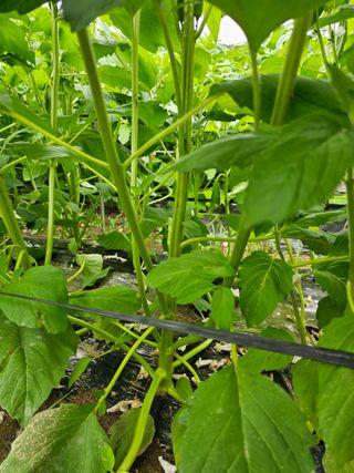 일하는손님의 고추 · 영농일지 작성글 사진