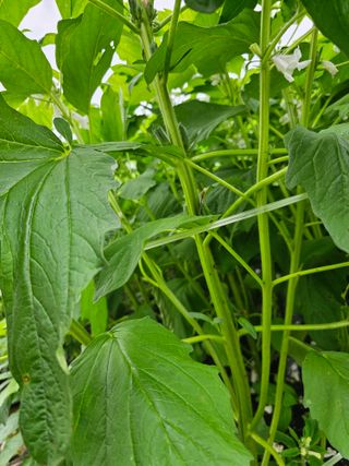 일하는손님의 고추 · 영농일지 작성글 사진