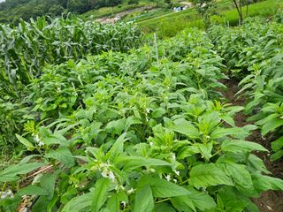 일하는손님의 고추 · 영농일지 작성글 사진