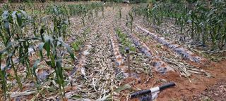 이명신님의 옥수수 · 영농일지 작성글 사진