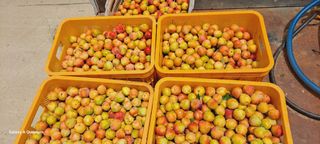 이명신님의 자두 · 영농일지 작성글 사진