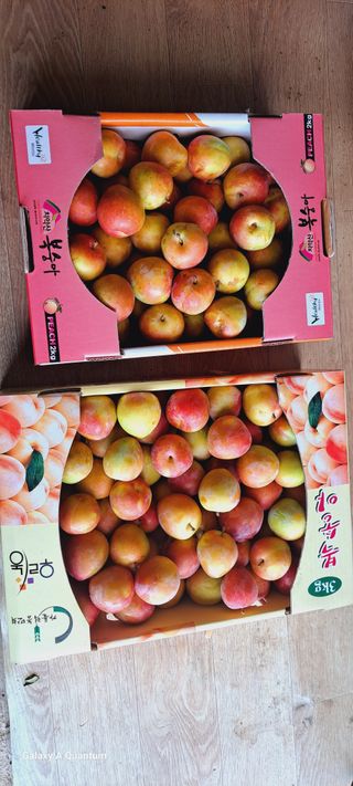 이명신님의 자두 · 영농일지 작성글 사진