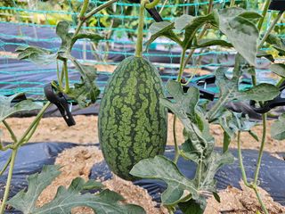 홍&이님의 호박 · 영농일지 작성글 사진