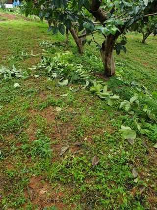 산들농원님의 감 · 영농일지 작성글 사진