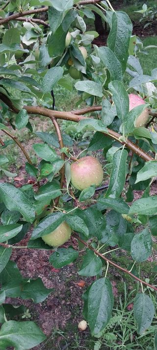 문장식님의 사과 · 영농일지 작성글 사진