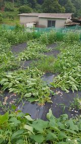 팜모닝 참깨·영농일지 게시글 이미지