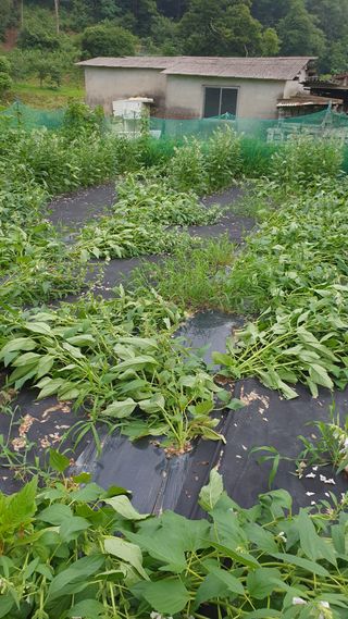 오다가다님의 참깨 · 영농일지 작성글 사진