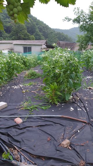 오다가다님의 참깨 · 영농일지 작성글 사진