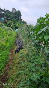 팜모닝 오이·영농일지 게시글 이미지