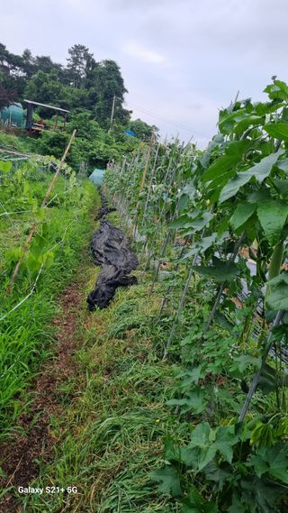 참깨15518님의 오이 · 영농일지 작성글 사진