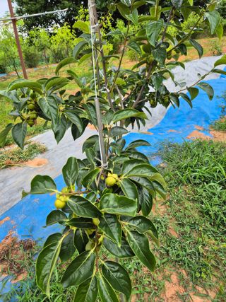 유재일님의 감 · 영농일지 작성글 사진