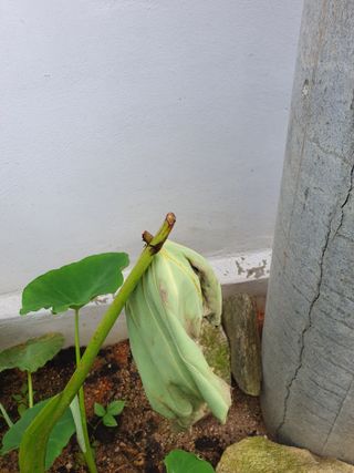 우람님의 기타작물 · 영농일지 작성글 사진