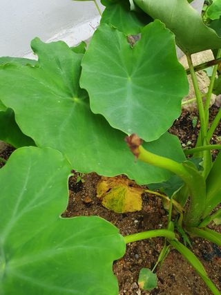 우람님의 기타작물 · 영농일지 작성글 사진