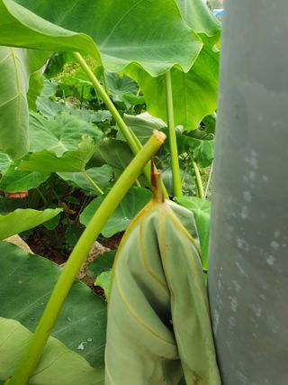 우람님의 기타작물 · 영농일지 작성글 사진