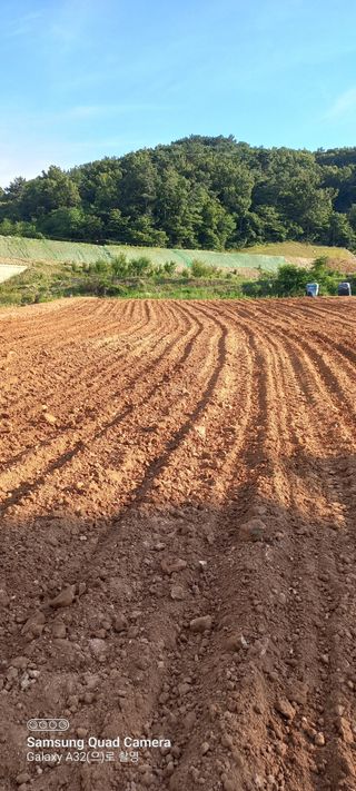 하리마오0928님의 옥수수 · 영농일지 작성글 사진
