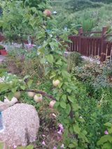 팜모닝 고추·영농일지 게시글 이미지