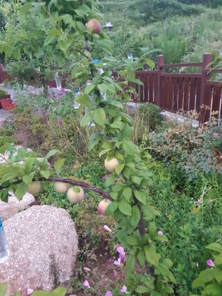 오이12025님의 고추 · 영농일지 작성글 사진