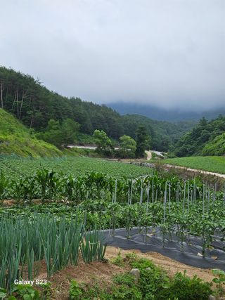 이영자 님의 🎉상반기 결산 자랑하기 · 참여글 작성글 사진
