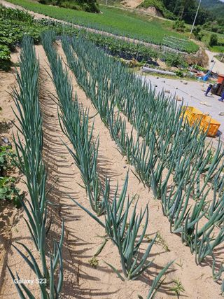 이영자 님의 🎉상반기 결산 자랑하기 · 참여글 작성글 사진