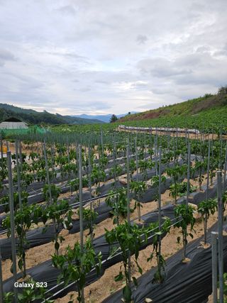 이영자 님의 🎉상반기 결산 자랑하기 · 참여글 작성글 사진