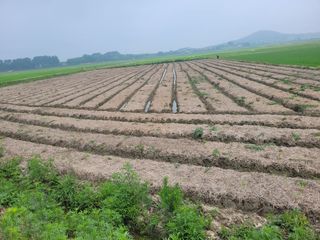 장남복님의 배추 · 영농일지 작성글 사진