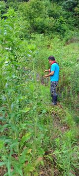 팜모닝 옥수수·영농일지 게시글 이미지