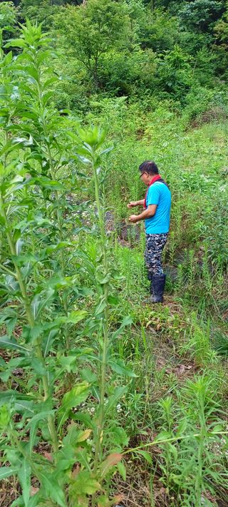 임오빈님의 옥수수 · 영농일지 작성글 사진