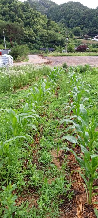 임오빈님의 옥수수 · 영농일지 작성글 사진