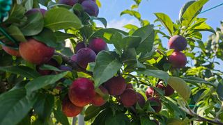 강원송이님의 🎉상반기 결산 자랑하기 · 참여글 작성글 사진