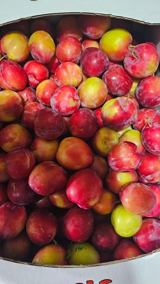 강원송이님의 🎉상반기 결산 자랑하기 · 참여글 작성글 사진