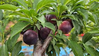 강원송이님의 🎉상반기 결산 자랑하기 · 참여글 작성글 사진