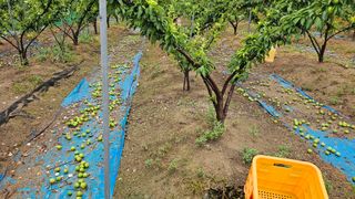 강원송이님의 🎉상반기 결산 자랑하기 · 참여글 작성글 사진