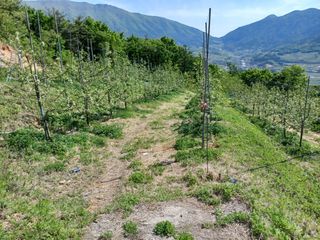 박상준 님의 사과 · 영농일지 작성글 사진