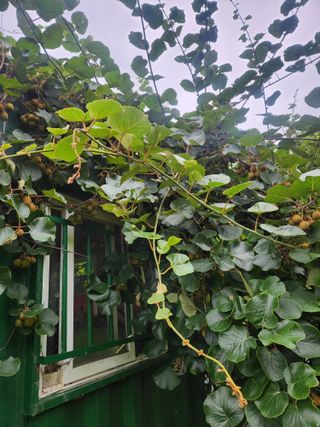 김영명님의 기타작물 · 영농일지 작성글 사진