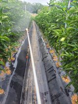 팜모닝 고추·영농일지 게시글 이미지