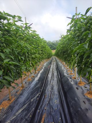 북극성짱님의 고추 · 영농일지 작성글 사진