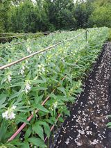 팜모닝 참깨·영농일지 게시글 이미지