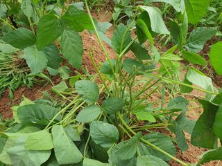 안씨농원님의 콩 · 영농일지 작성글 사진