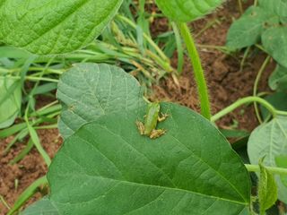 안씨농원님의 콩 · 영농일지 작성글 사진