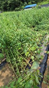 팜모닝 고추·영농일지 게시글 이미지