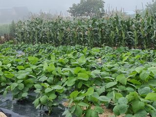 양파16718님의 콩 · 영농일지 작성글 사진