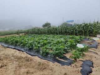 양파16718님의 콩 · 영농일지 작성글 사진