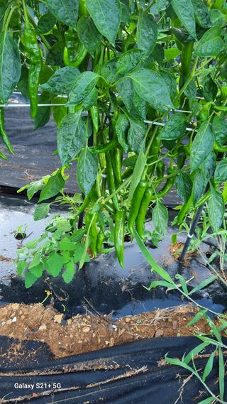 실령님의 고추 · 영농일지 작성글 사진