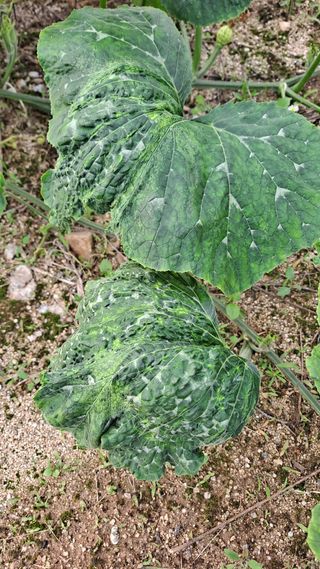 김성환님의 호박 · 병해충상담 작성글 사진