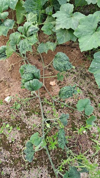 김성환님의 호박 · 병해충상담 작성글 사진