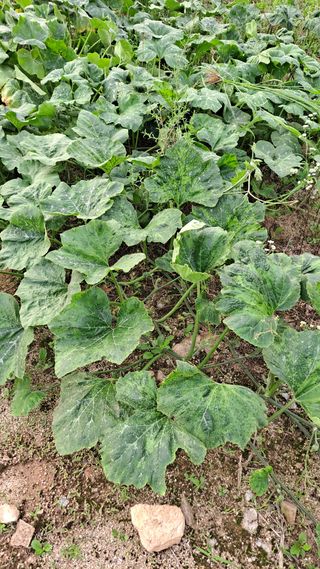 김성환님의 호박 · 병해충상담 작성글 사진