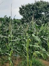 팜모닝 옥수수·영농일지 게시글 이미지