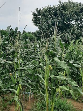 신갑철님의 옥수수 · 영농일지 작성글 사진