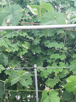 신갑철님의 옥수수 · 영농일지 작성글 사진