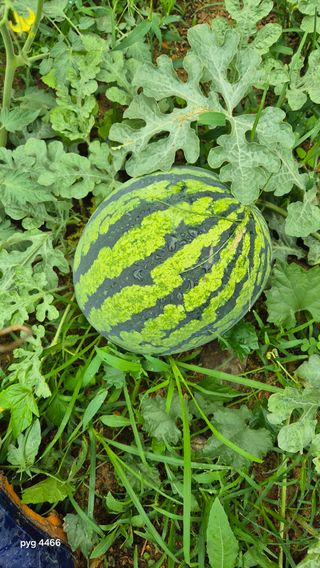 농꾼님의 옥수수 · 영농일지 작성글 사진